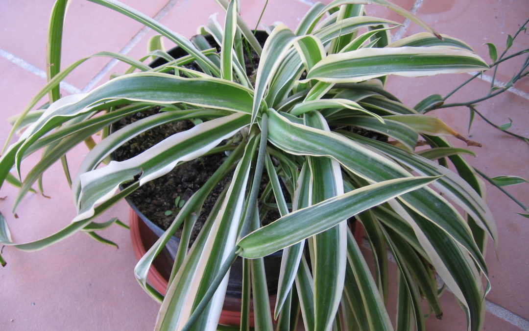 Plants That Improve Your Home’s Indoor Air Quality